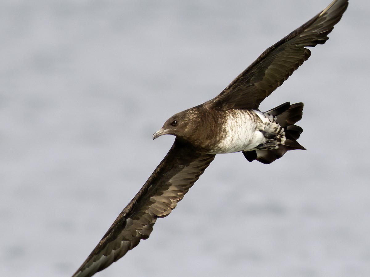 Parasitic Jaeger - ML611204697