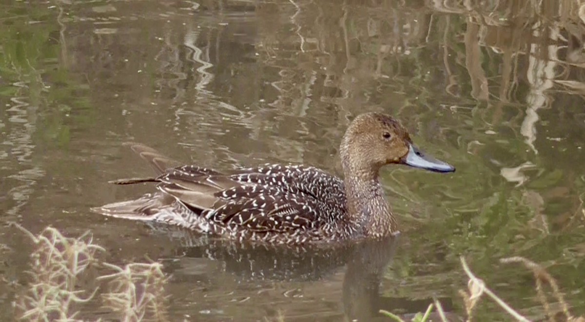 Northern Pintail - Bernard Morris