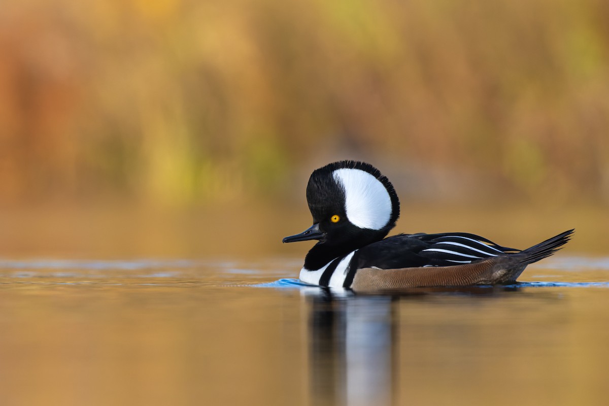 Hooded Merganser - ML611204881