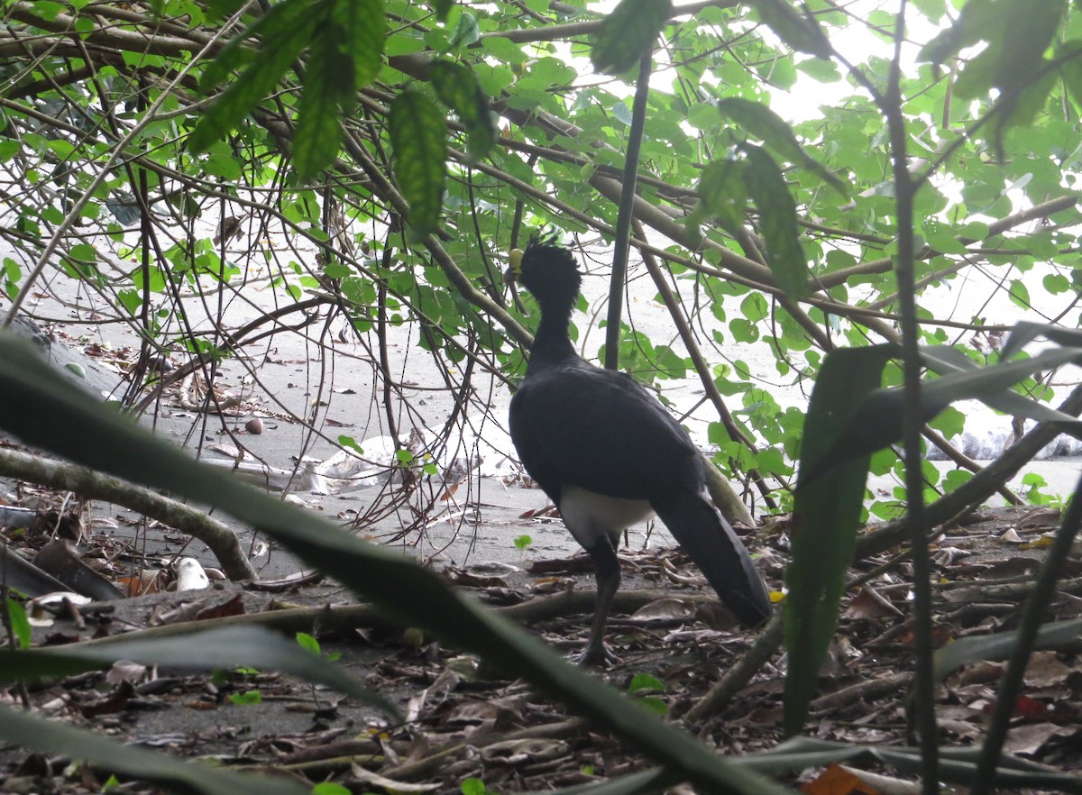 Great Curassow - ML611204883