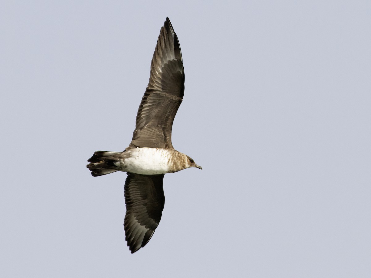 Parasitic Jaeger - Frode Falkenberg