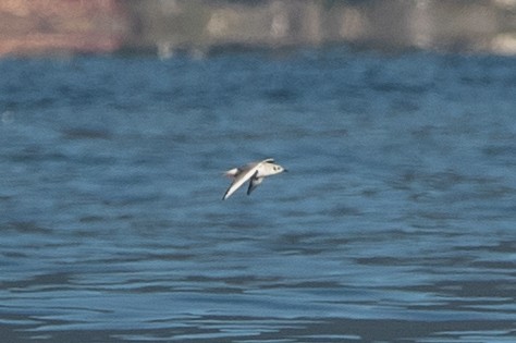 Bonaparte's Gull - ML611204975