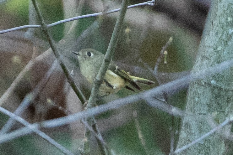 Ruby-crowned Kinglet - ML611205003