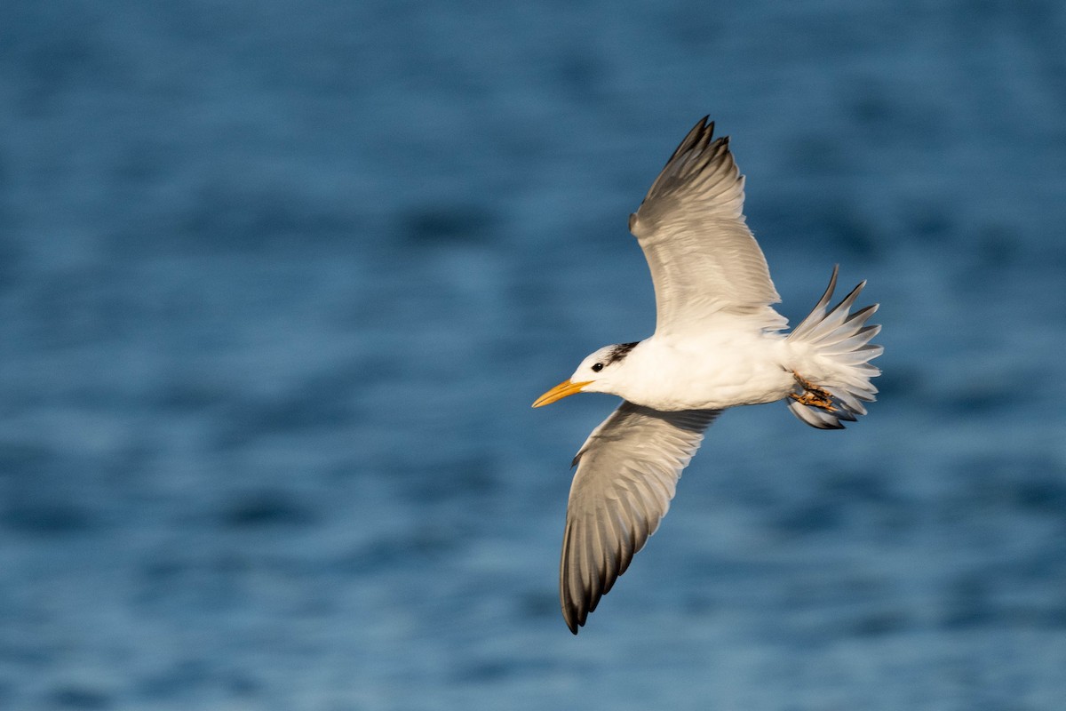 Royal Tern - ML611205017