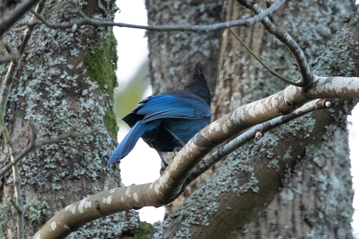 Steller's Jay - ML611205018