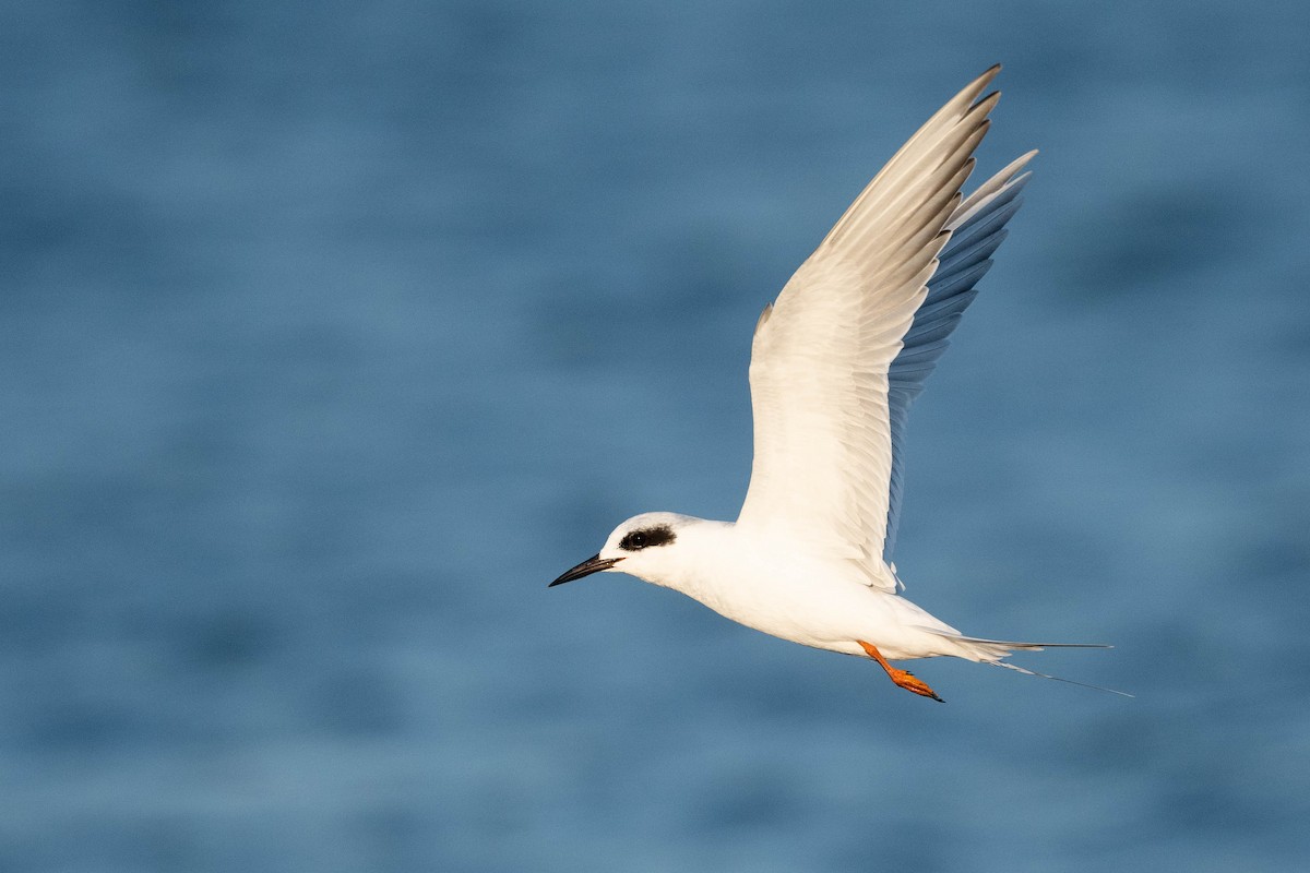 Forster's Tern - ML611205022