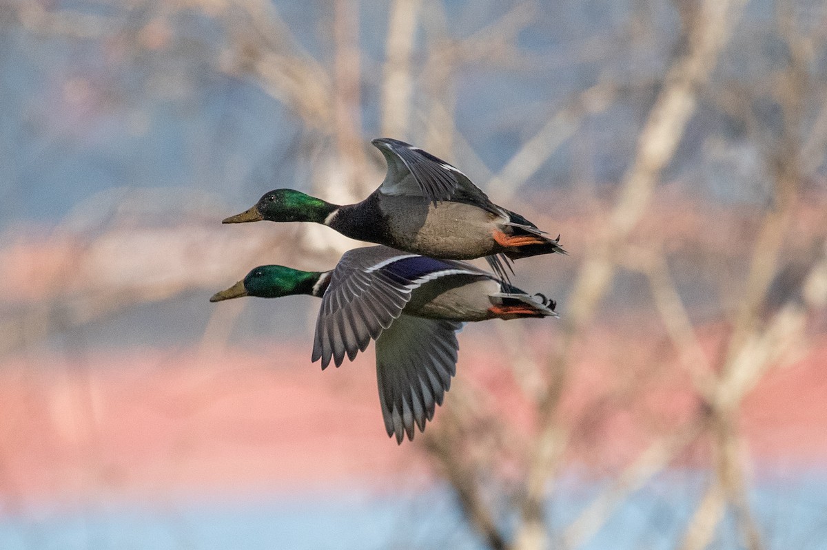 Mallard - ML611205030