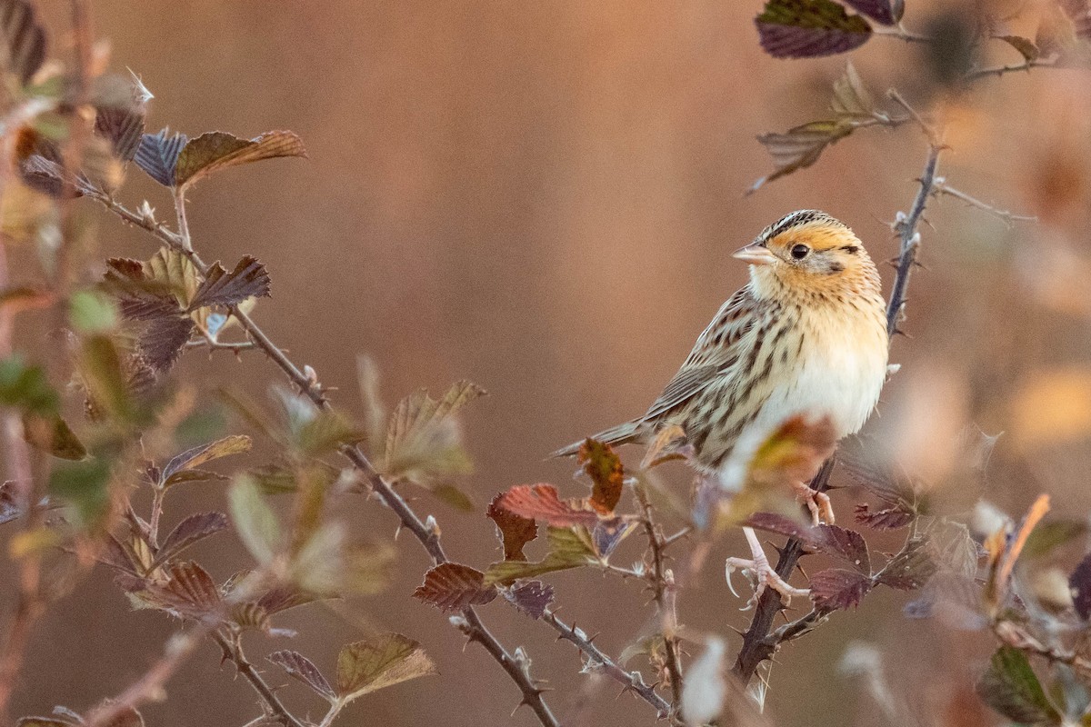 LeConte's Sparrow - Jonathan Irons