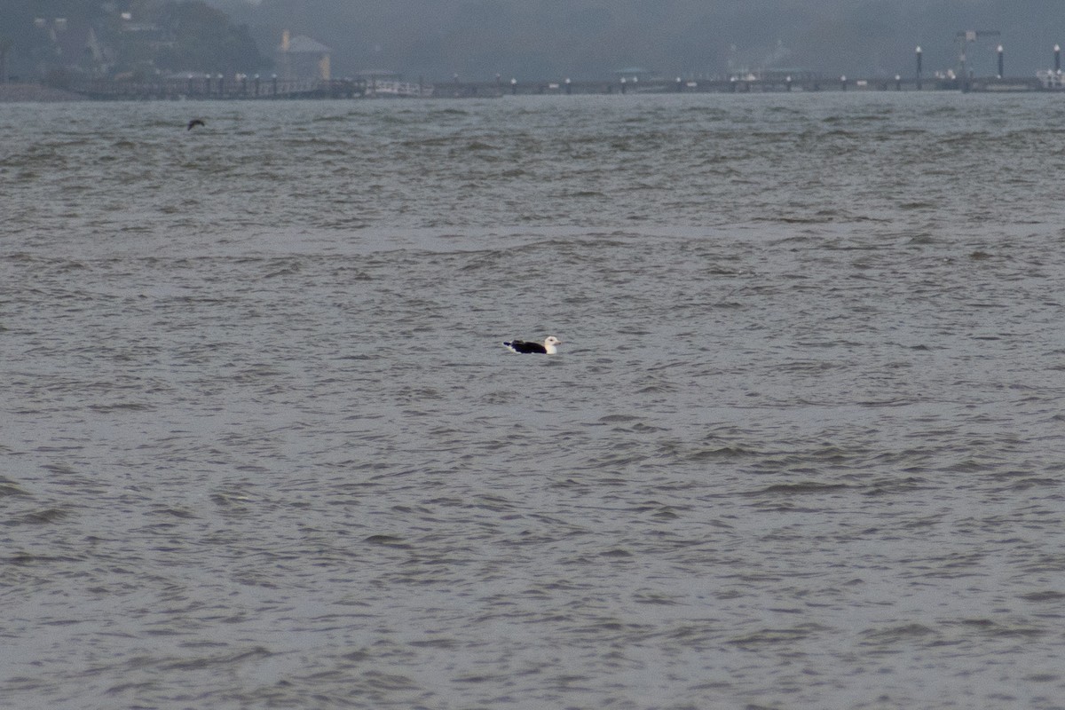 Great Black-backed Gull - ML611205076