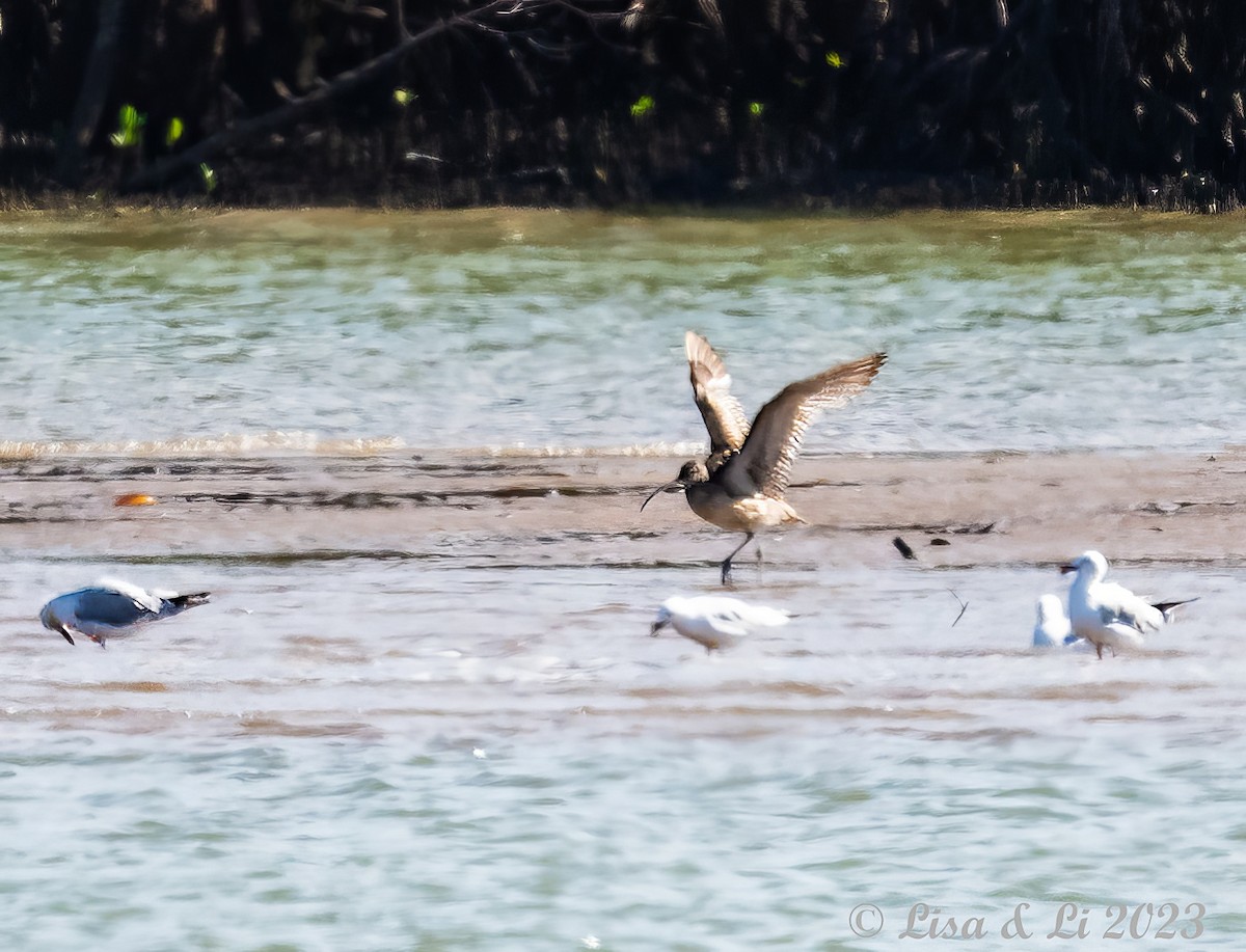 Far Eastern Curlew - Lisa & Li Li