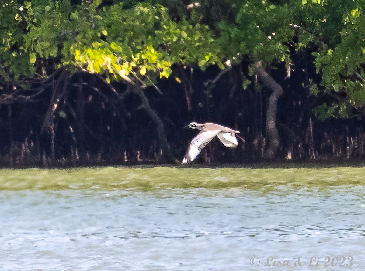 Beach Thick-knee - ML611205087