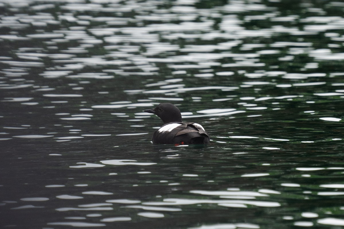 Pigeon Guillemot - Justin Bright