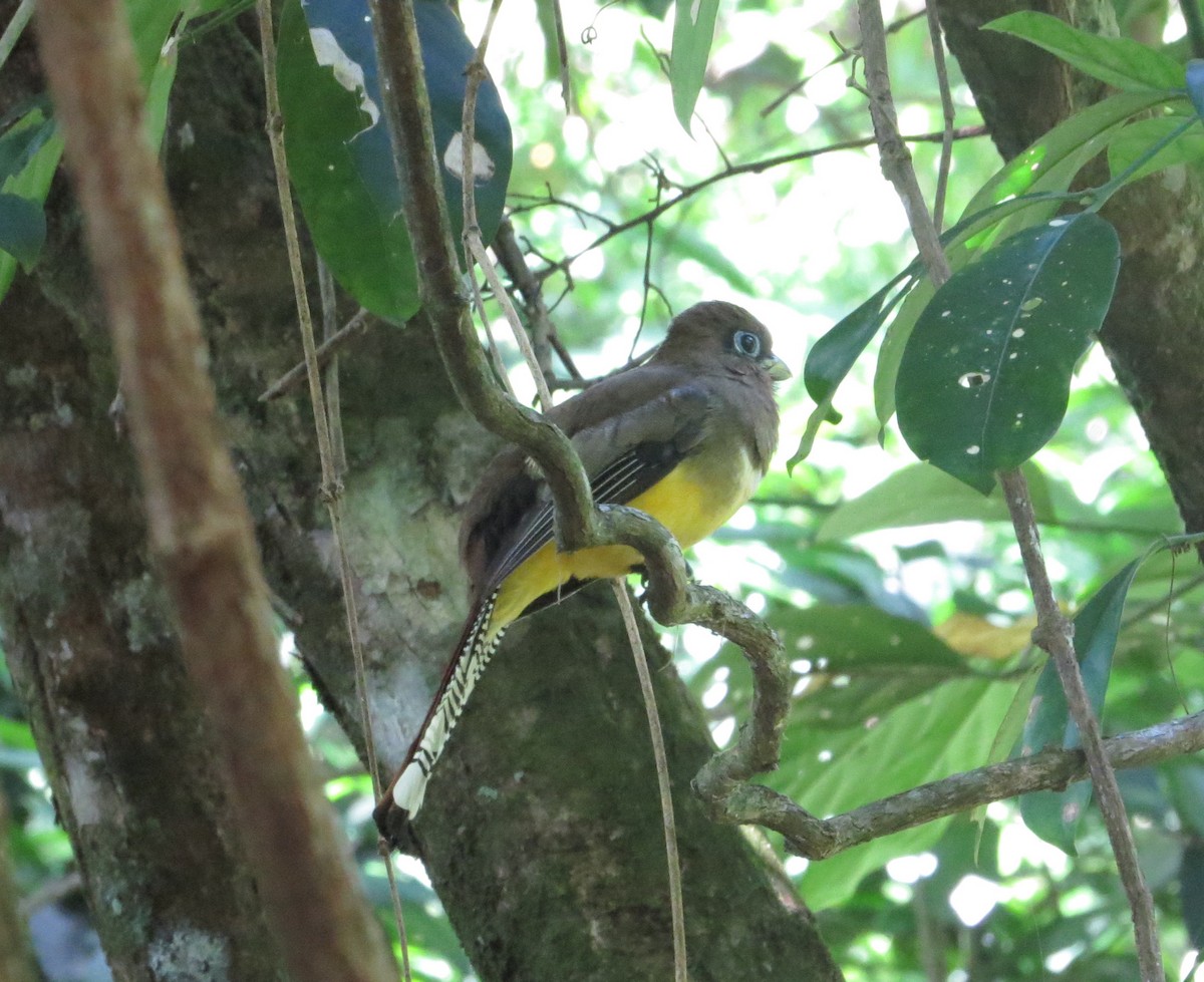 Northern Black-throated Trogon - Maria Dunlavey