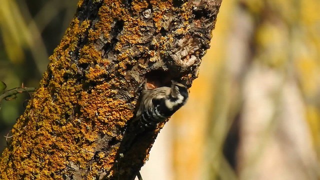 Lesser Spotted Woodpecker - ML611205216
