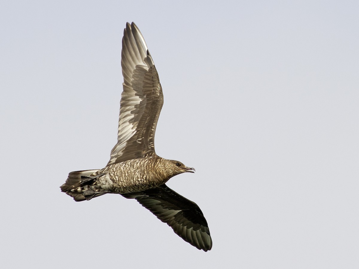 Parasitic Jaeger - ML611205227