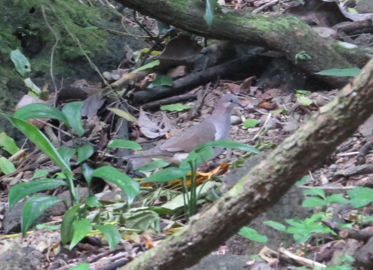 White-tipped Dove - Maria Dunlavey