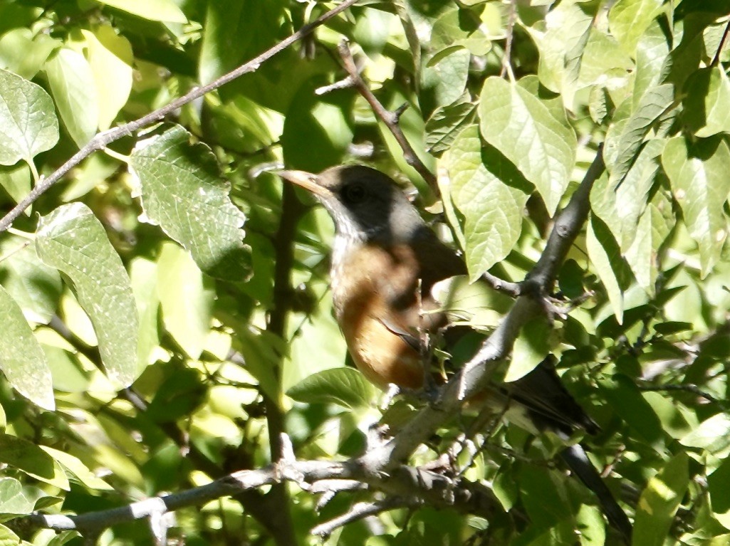 Rufous-backed Robin - ML611205245