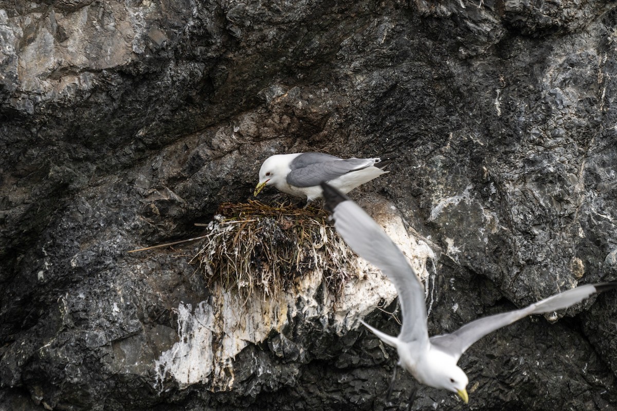 Black-legged Kittiwake - Justin Bright