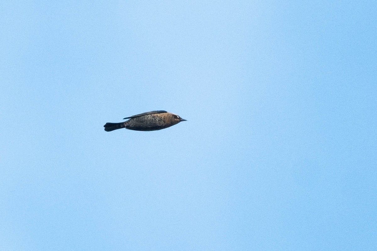 Rusty Blackbird - ML611205355