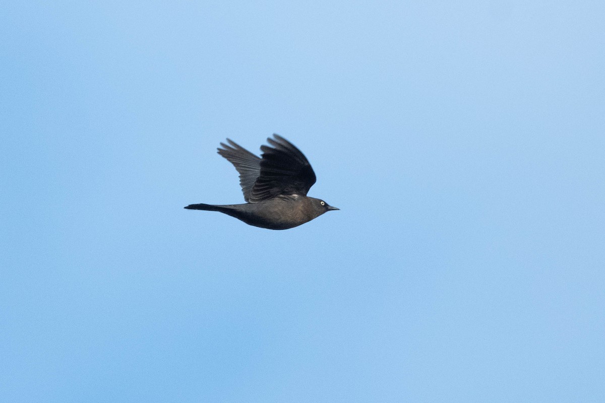 Rusty Blackbird - ML611205356
