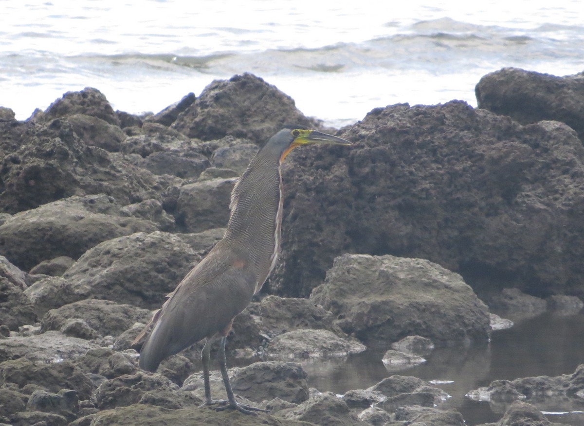 Bare-throated Tiger-Heron - Maria Dunlavey