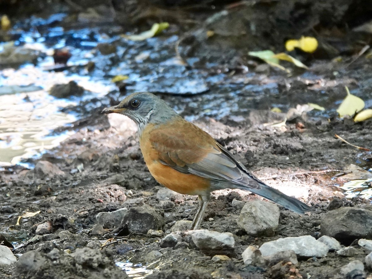 Rufous-backed Robin - ML611205392