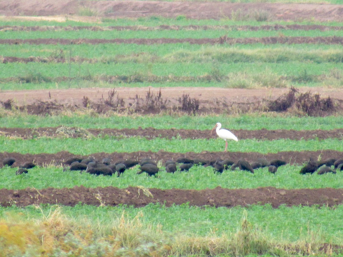 White Ibis - Adam C. Stein