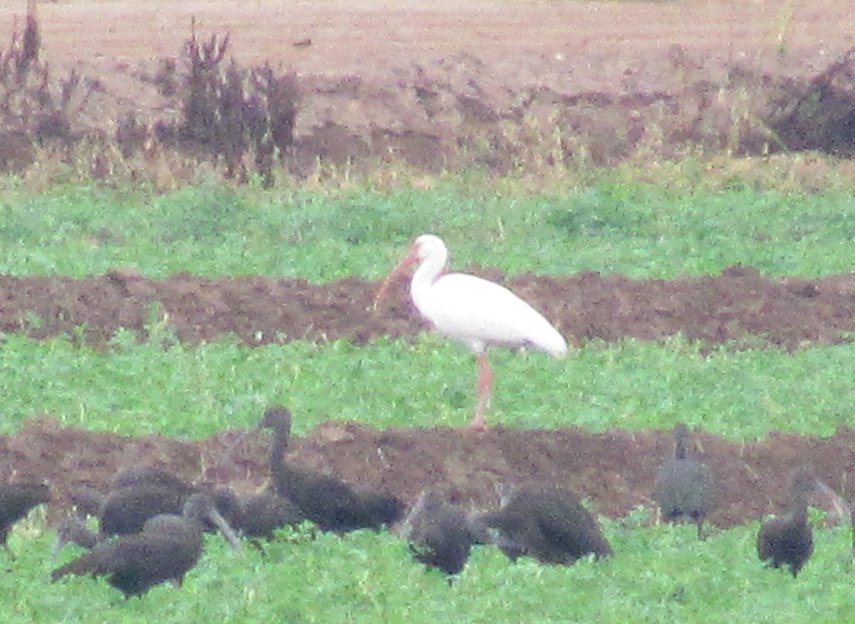 White Ibis - Adam C. Stein