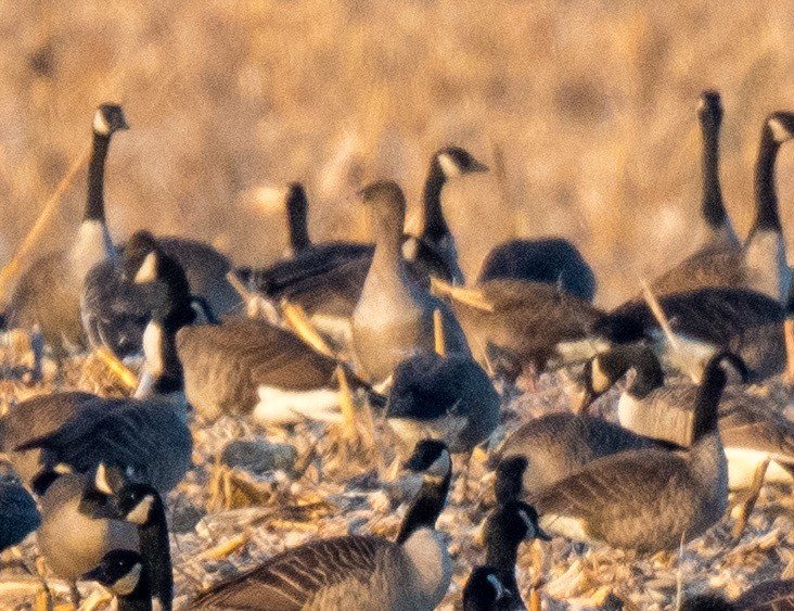 Pink-footed Goose - Beth Finney