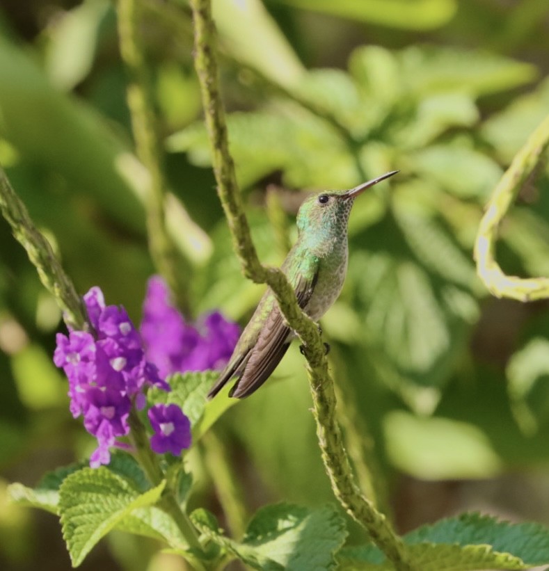 kolibřík pestrý [skupina versicolor] - ML611205503