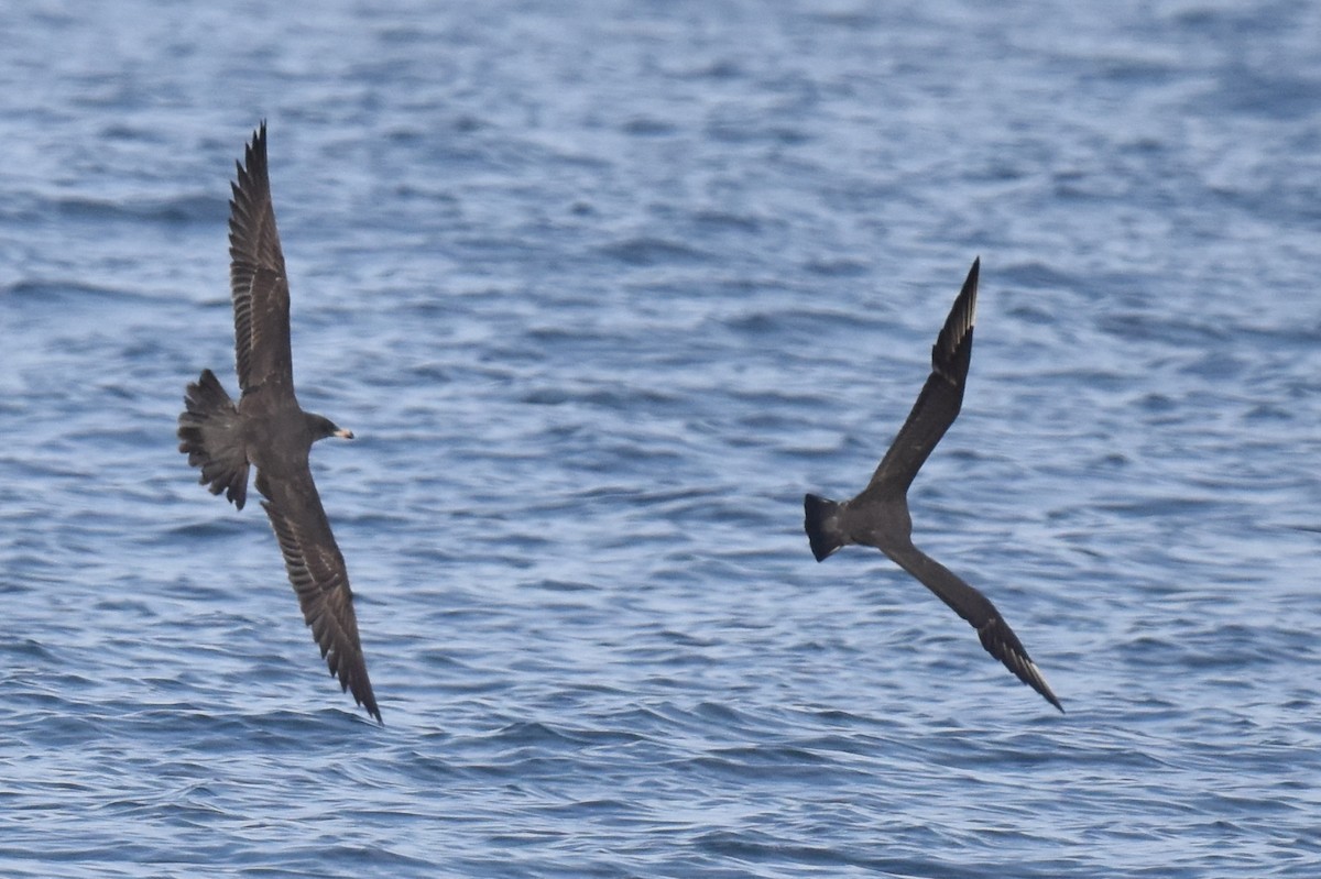 Heermann's Gull - ML611205526