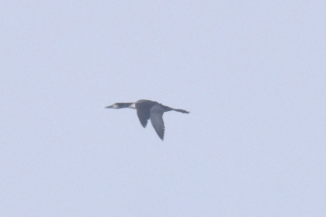 Common Loon - ML611205532