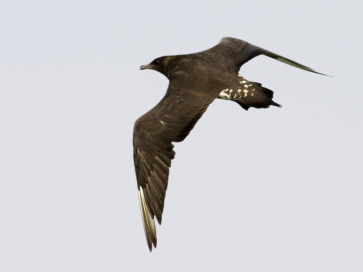 Parasitic Jaeger - Frode Falkenberg