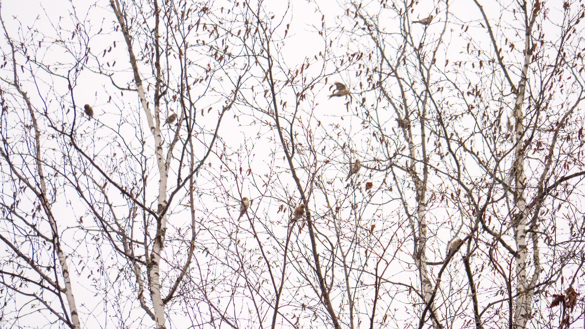 Common Redpoll - Larry Joseph