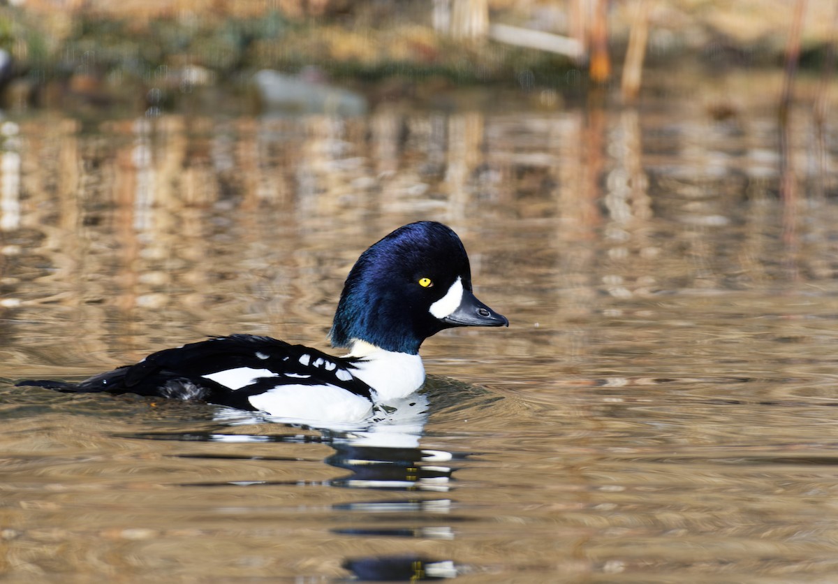 Barrow's Goldeneye - Braydon Luikart