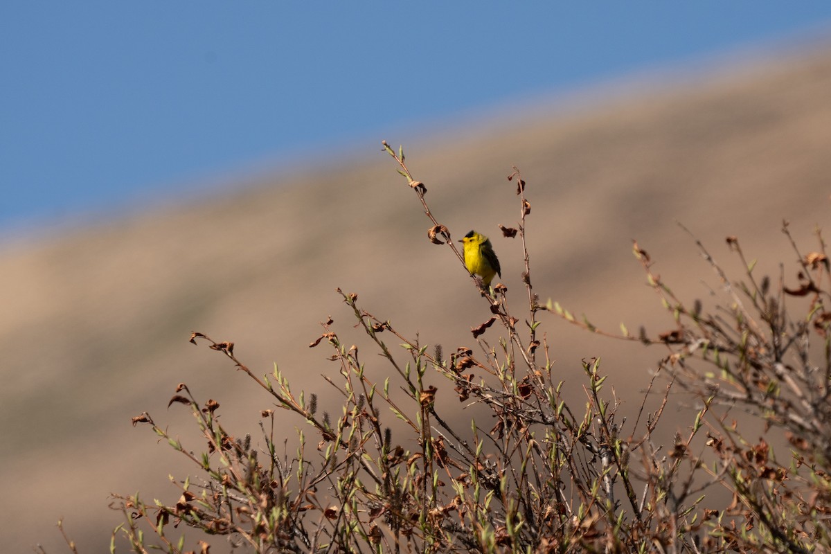 Wilson's Warbler - Justin Bright