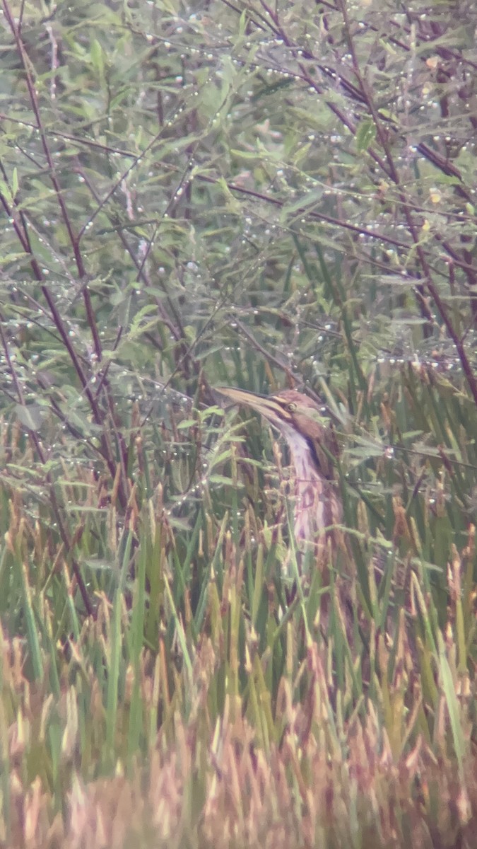 American Bittern - ML611205725