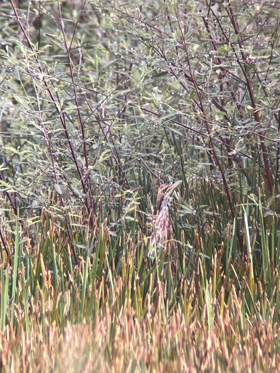 American Bittern - ML611205726