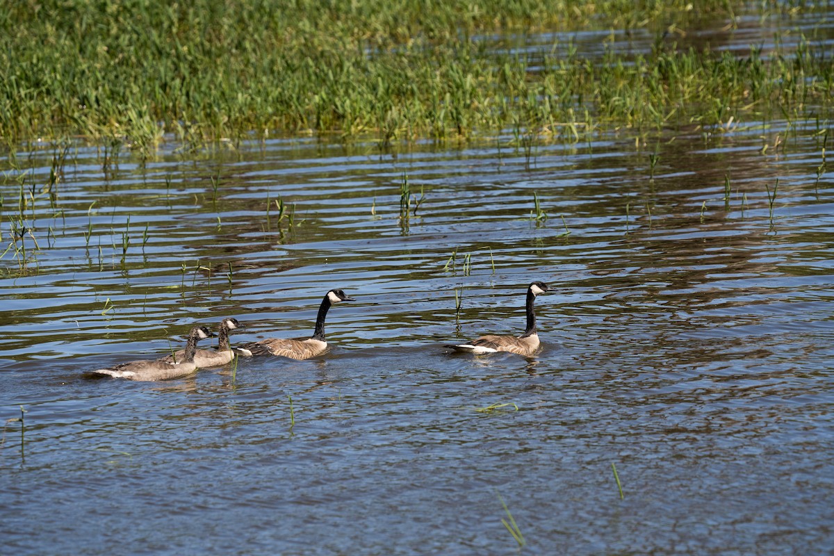 Canada Goose - ML611205728