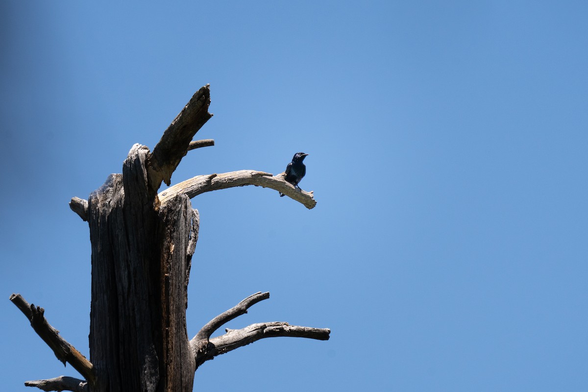 Purple Martin - Justin Bright