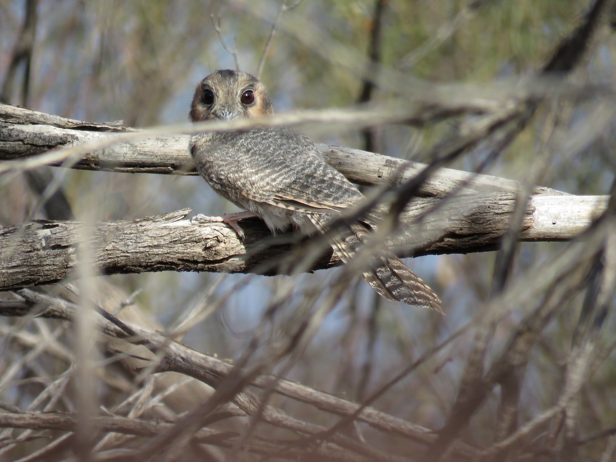 Australian Owlet-nightjar - ML611205747