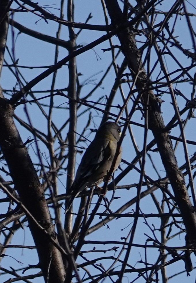 Evening Grosbeak - ML611205790