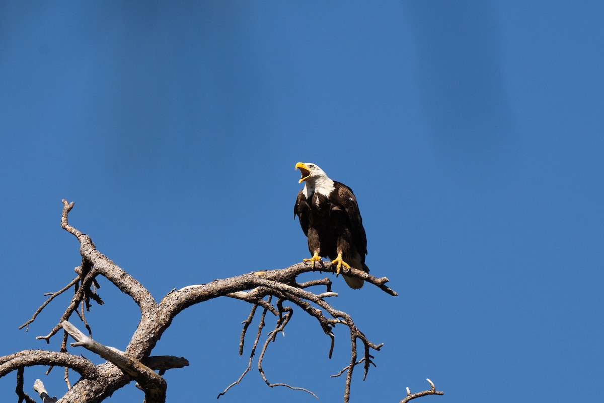 Bald Eagle - Justin Bright