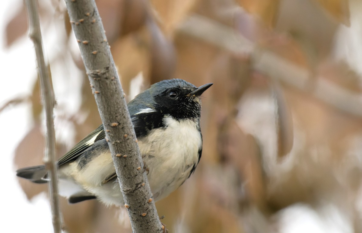 Black-throated Blue Warbler - ML611205819