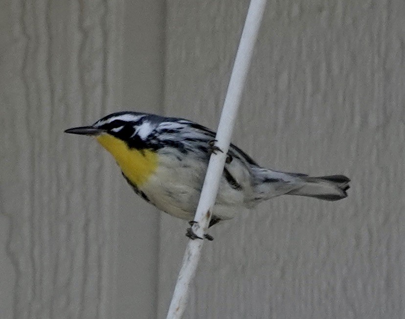 Yellow-throated Warbler - Donna Franke