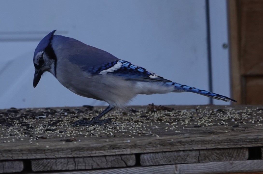 Blue Jay - Donna Franke