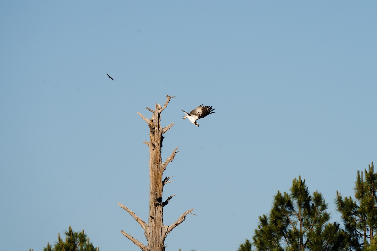 Osprey - Justin Bright