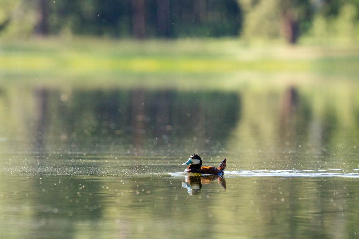 Ruddy Duck - ML611205857