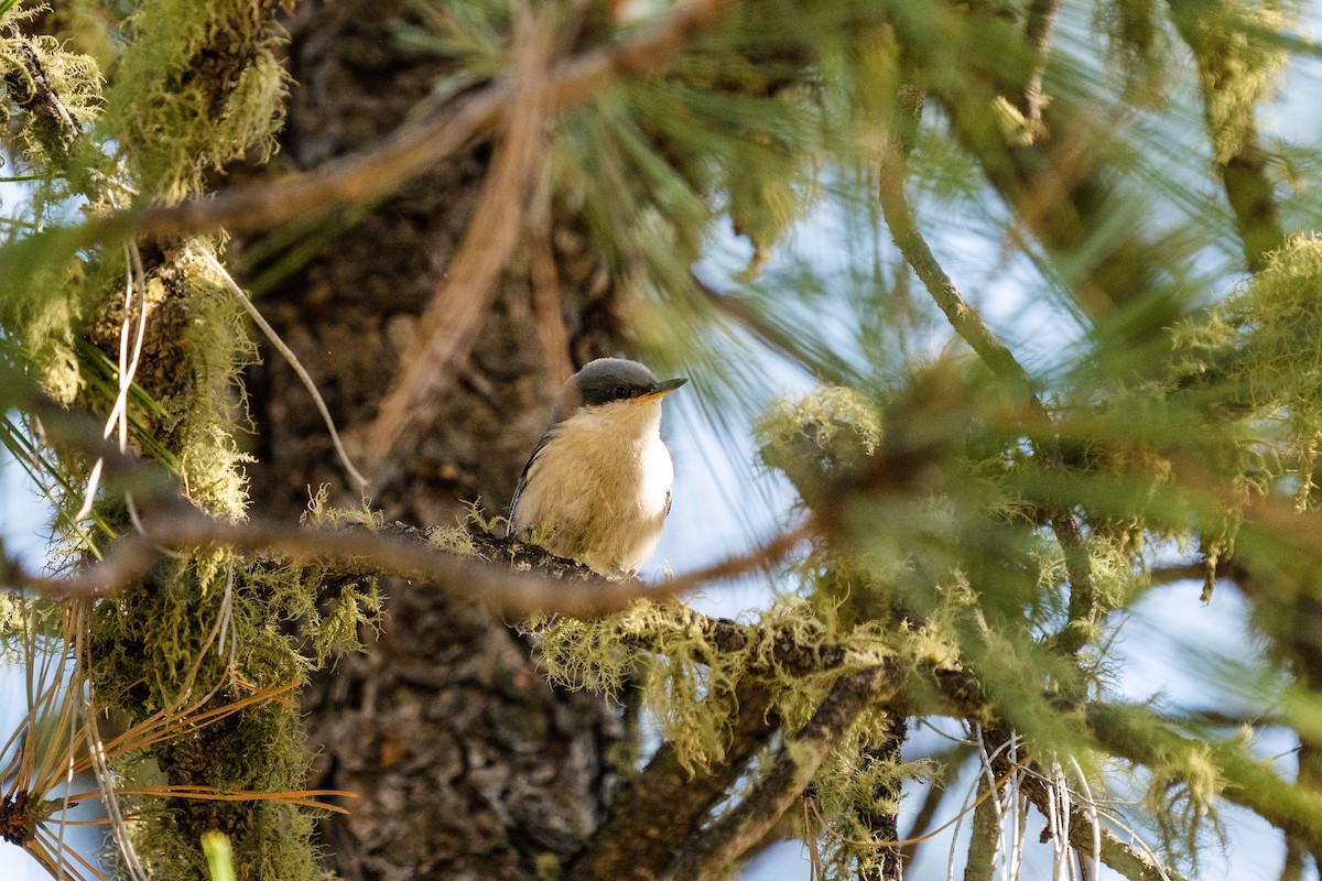 Pygmy Nuthatch - Justin Bright