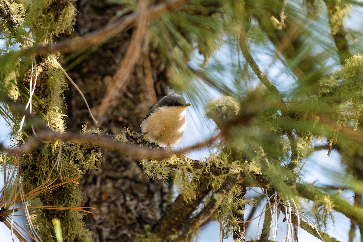 Pygmy Nuthatch - Justin Bright